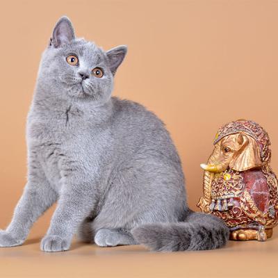 Британский голубой котёнок, фото