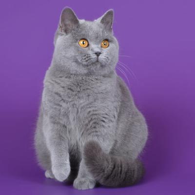 Фото британской кошки голубого окраса