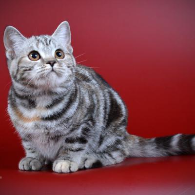Британская кошка серебристого мраморного окраса фото