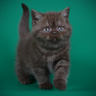 Британский котёнок-кошка шоколадного солидного окраса