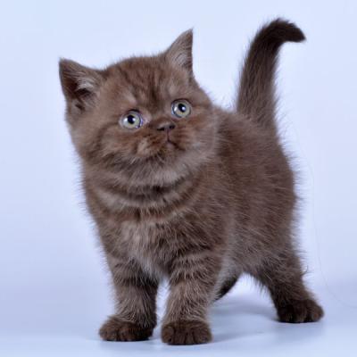 Фото котёнка британца коричневого цвета, фото