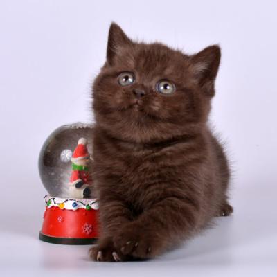 Котёнок окраса шоколад, фото