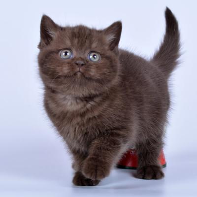 Фото котёнка окраса горький шоколад