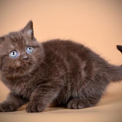 Британский шоколадный котёнок, фото , цена