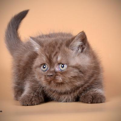 Шоколадная кошка британской короткошерстного породы, фото