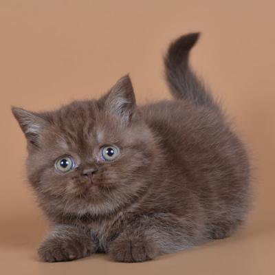 Шоколадная британская кошка, фото