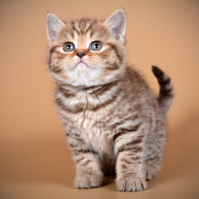 Фото мраморного шоколадного котёнка