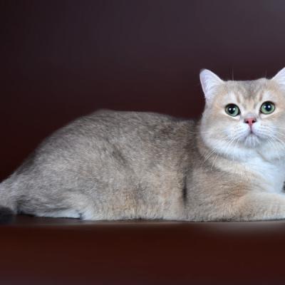 Пример окраса голубое золото в британской породе кошек ny 11, фото
