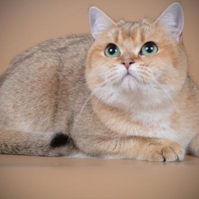 Британская короткошерстная кошка окраса золото