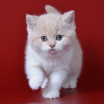 Ботокс британских котов окраса крем с белым