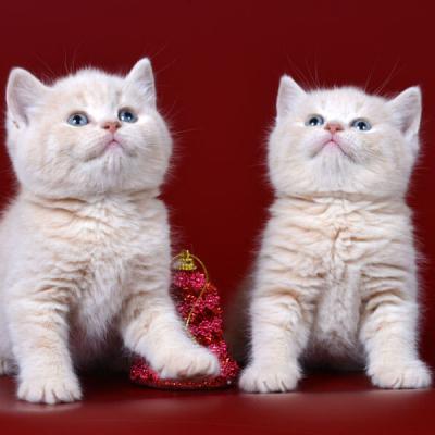 Фото британских кремовых котят
