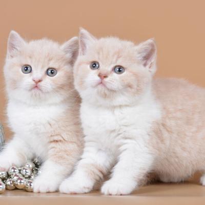 Фото британский короткошерстный кошек окраса кремовый биколор