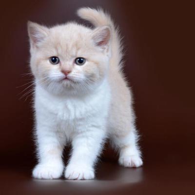 Фото британского кота окраса кремовый биколор