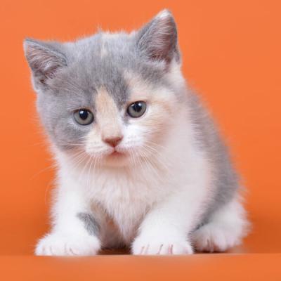 Фото британской кошки окраса триколор