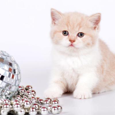 Британский котёнок кремового окраса на белом, фтто