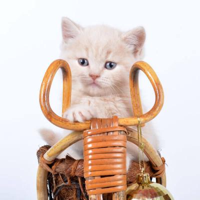 Британец кот кремового окраса, фото