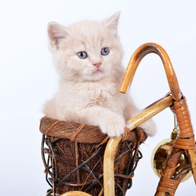 Фото кремового британского голубого котёнка